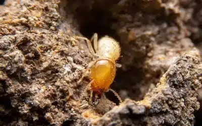 Answering Frequently Asked Questions about Termites in Dayton