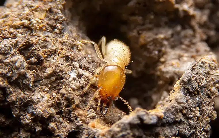 Termite Crawling in Wood Tunnel