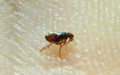 The Best Way to Get Rid of a Flea Infestation in Your Dayton Home