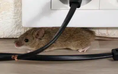 Rodent Control: A Complete Guide for Dayton Homeowners