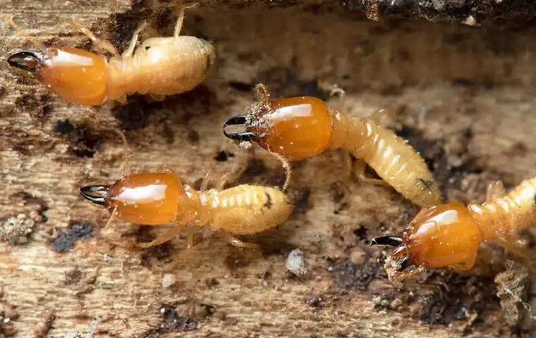 Why Homes Need Professional Termite Protection