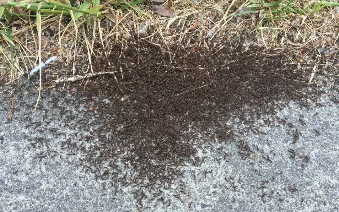 Pavement Ants Battling on Sidewalk
