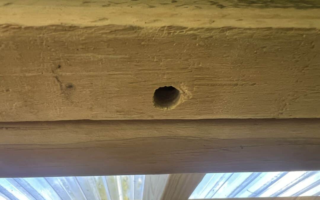 Buzz Off: Protect Your Home from Carpenter Bees