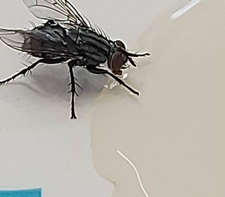 Keeping House Flies out of Your Home