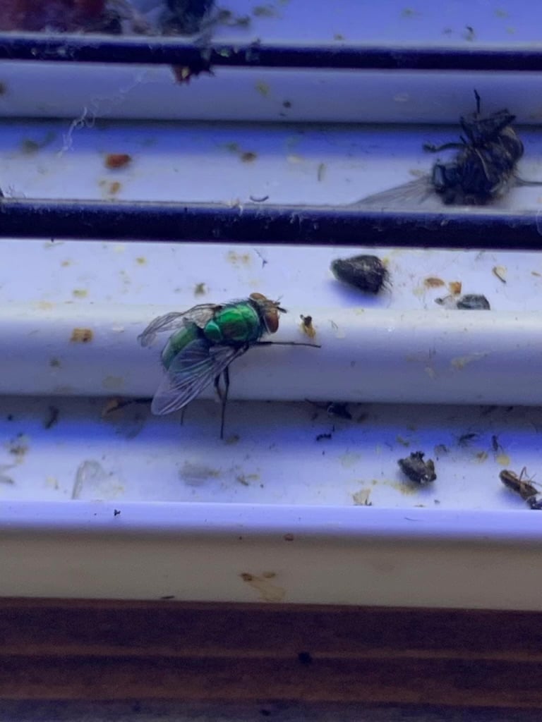 house flies stuck