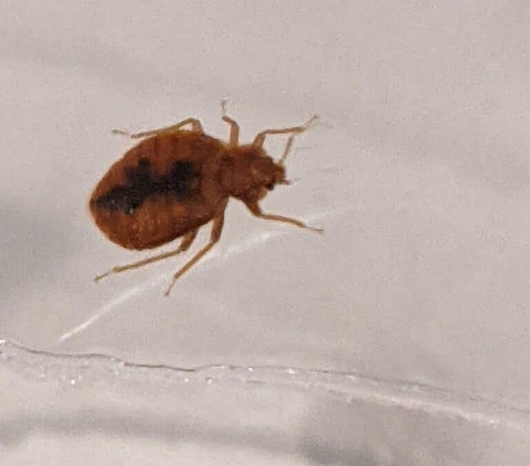 Bed Bugs: the Little Hitchhiker