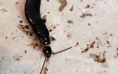 Earwigs: Friend or Foe?