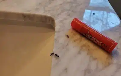 Conquering Kitchen Ants