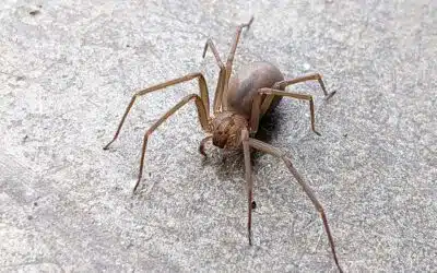 Brown Recluse vs. Wolf Spider