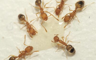 Borax for Ant Control: Does It Really Work?