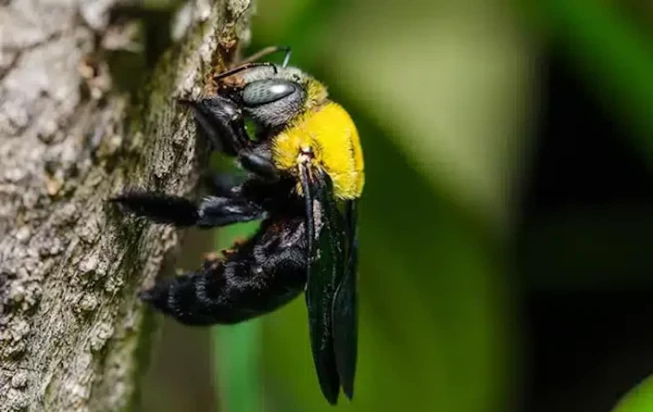 hornet-3336385_1280 yellowjacket