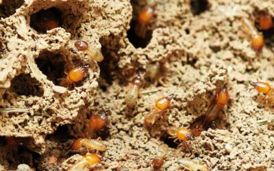 Drywood vs Subterranean Termites