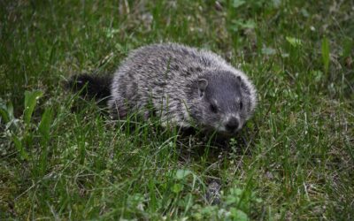 Groundhog Solutions: Safeguard Your Yard & Home