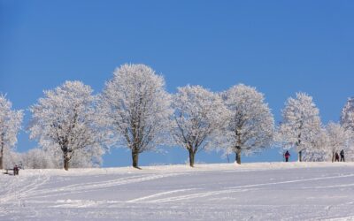 Why Winter Pest Control Is Essential