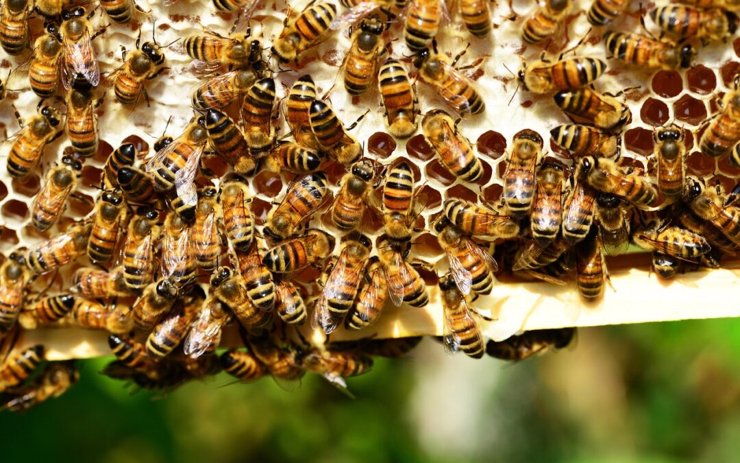Buzz-Worthy Allies: Why Honey Bees Matter More Than Ever