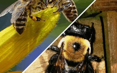 Bee ID 101: Identifying Different Types of Bees