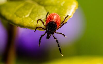 What’s Biting? A Summer Guide to Common Insects in Ohio
