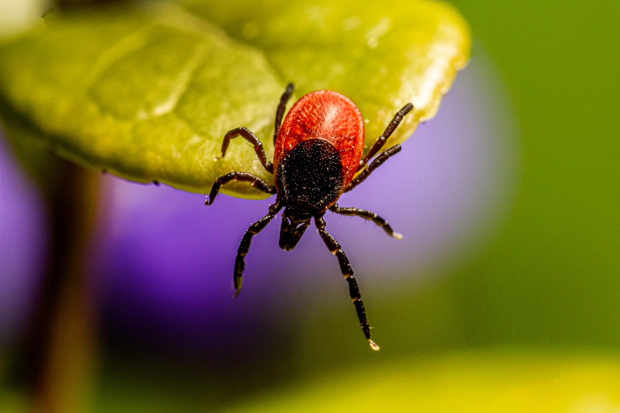 spider on a web