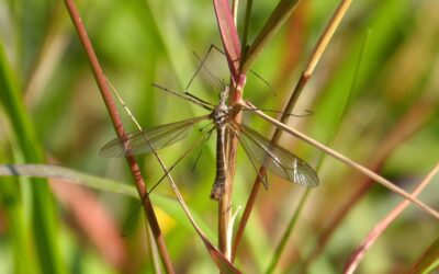 5 Myths About Mosquito Control