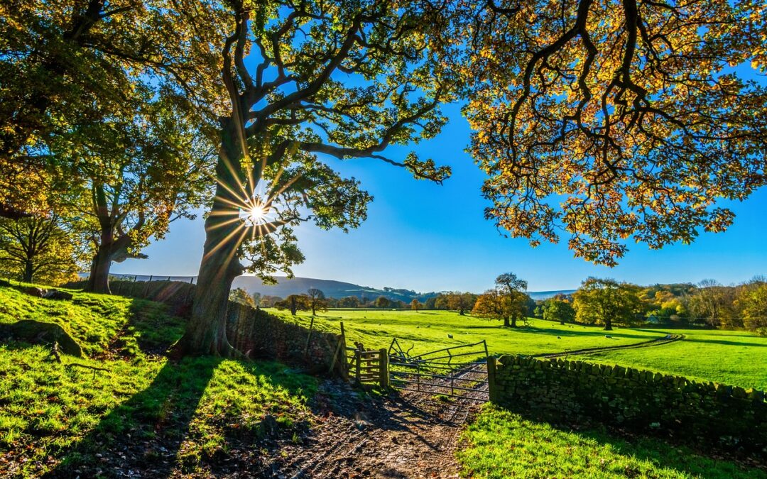 Summer Pest Risks for Farms and Country Homes
