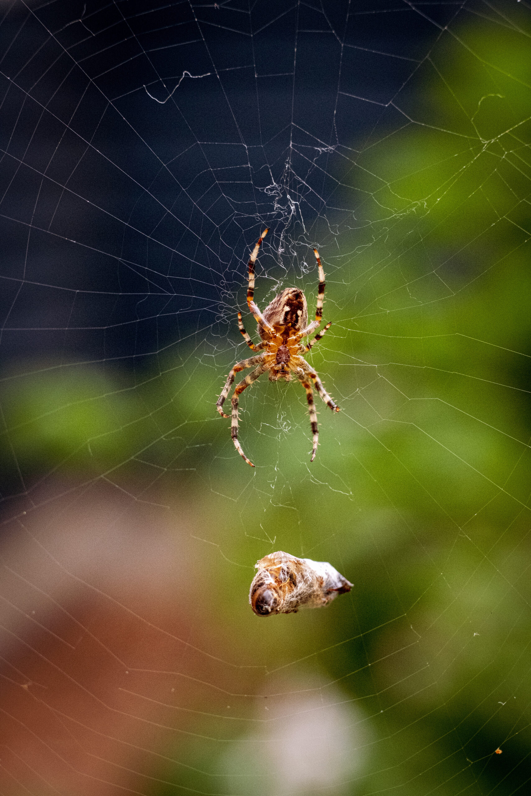 bed bugs in a mattress