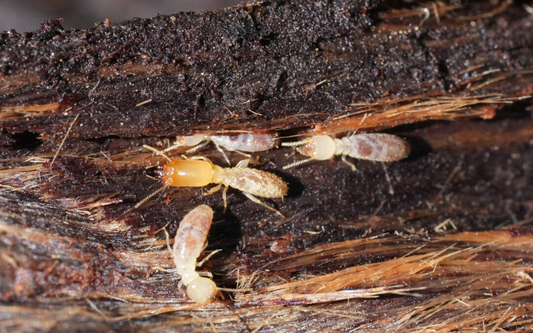 Fall Termite Control: Do you need it?