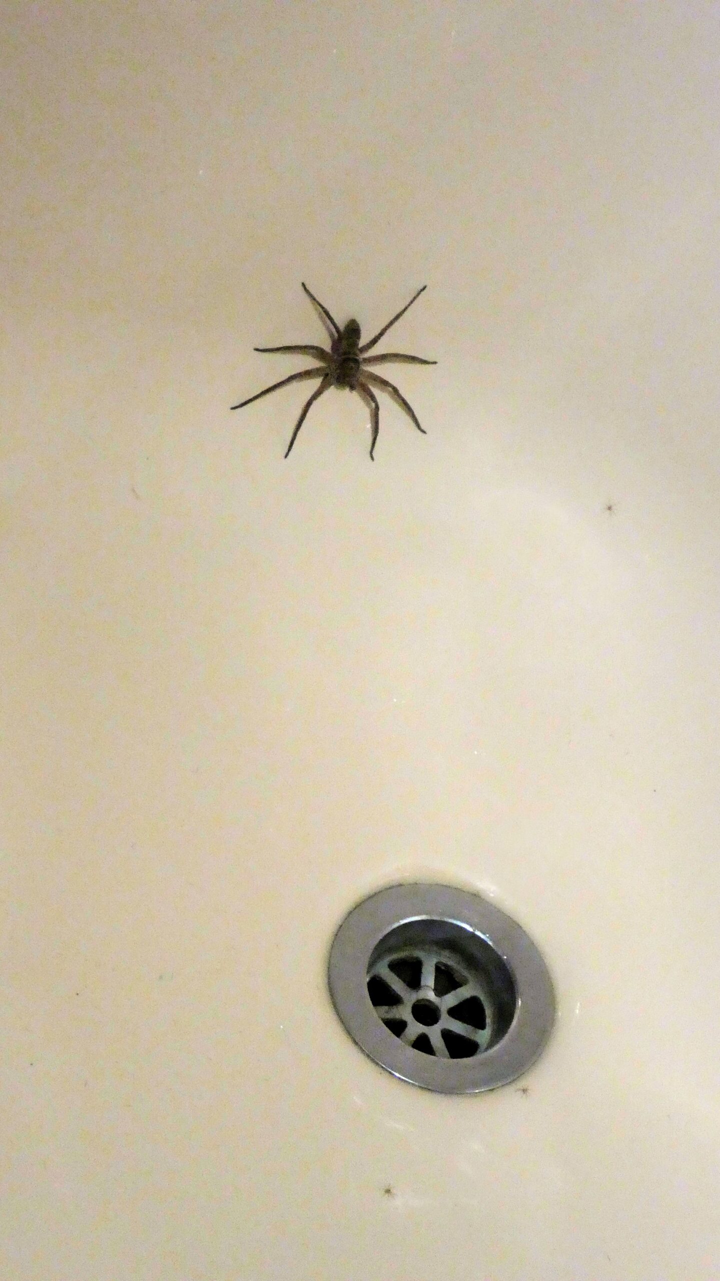 bed bugs in a mattress