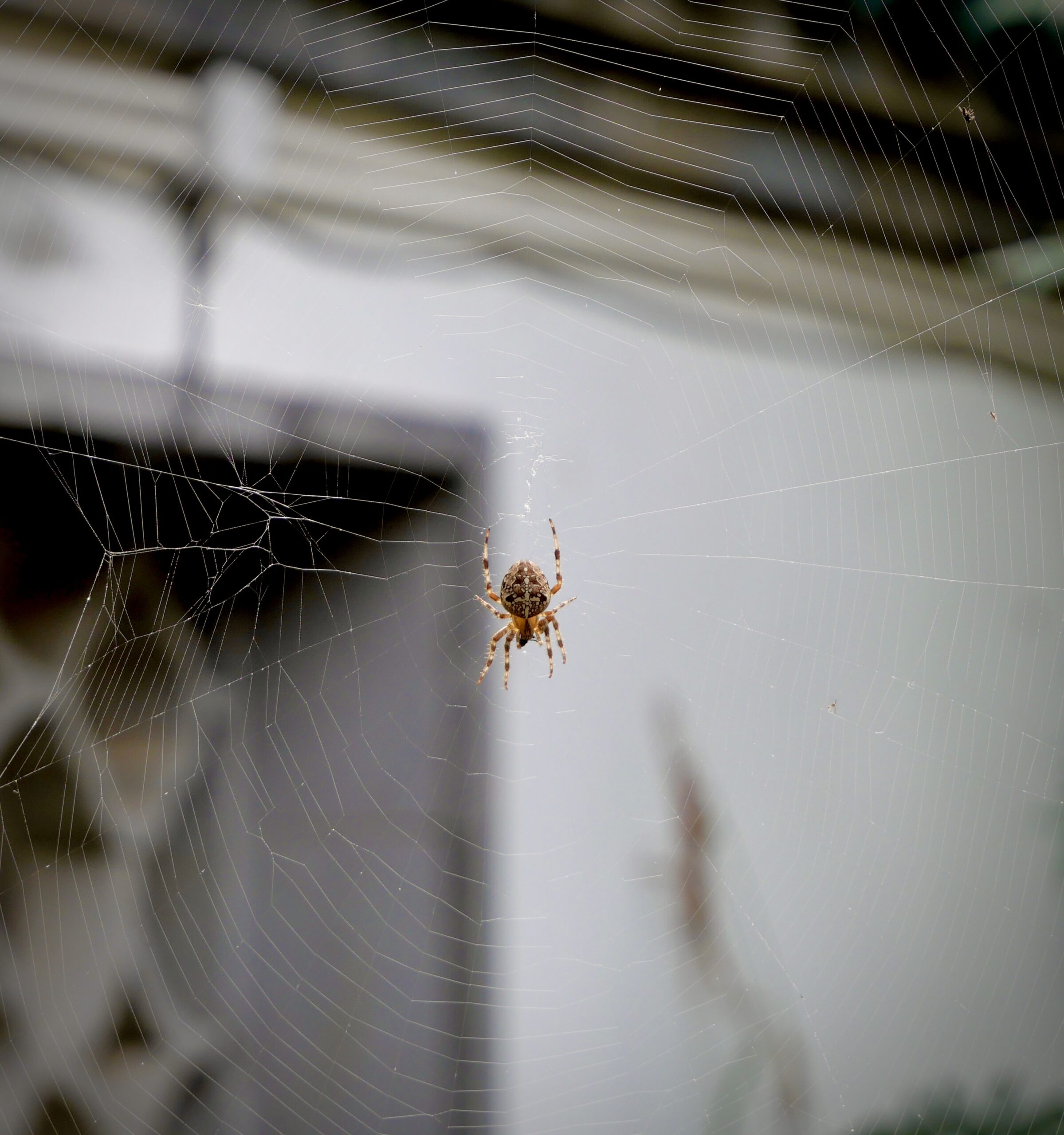 Ecopro Termite and Pest van in Dayton Ohio