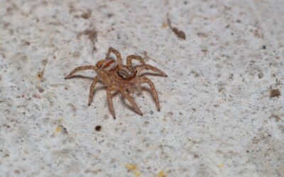 Why You’re Seeing More Spiders in the Fall & What to Do About It