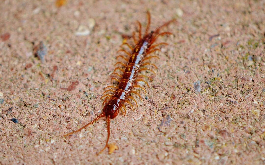 6 Pests That Sound Scarier Than They Are