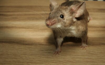 Mouse-Proof Your Home Before Winter