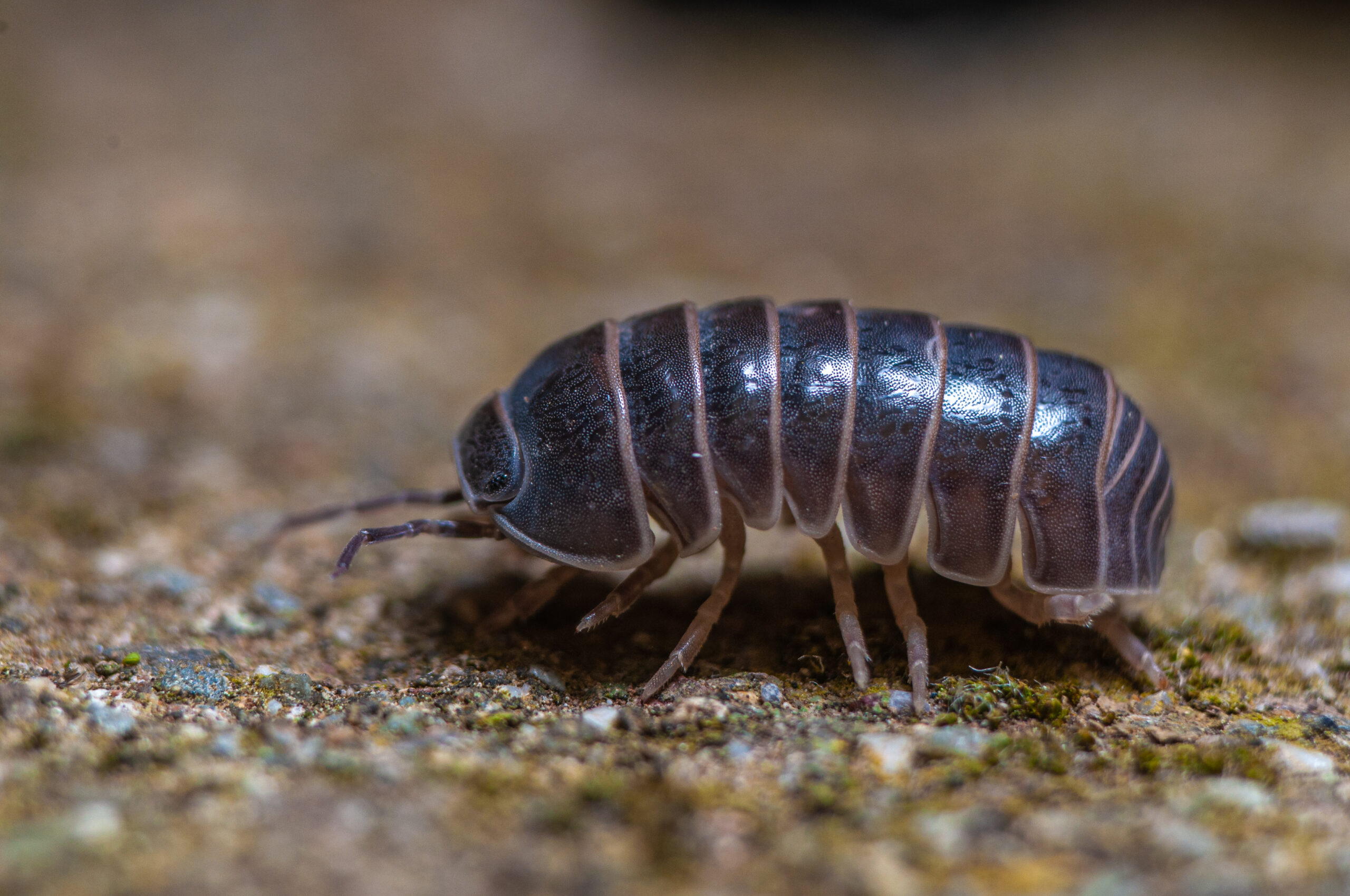 pill bug / woodlouse