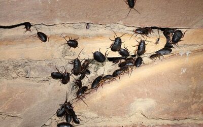 How Long Does It Take for an Exterminator to Get Rid of Roaches?