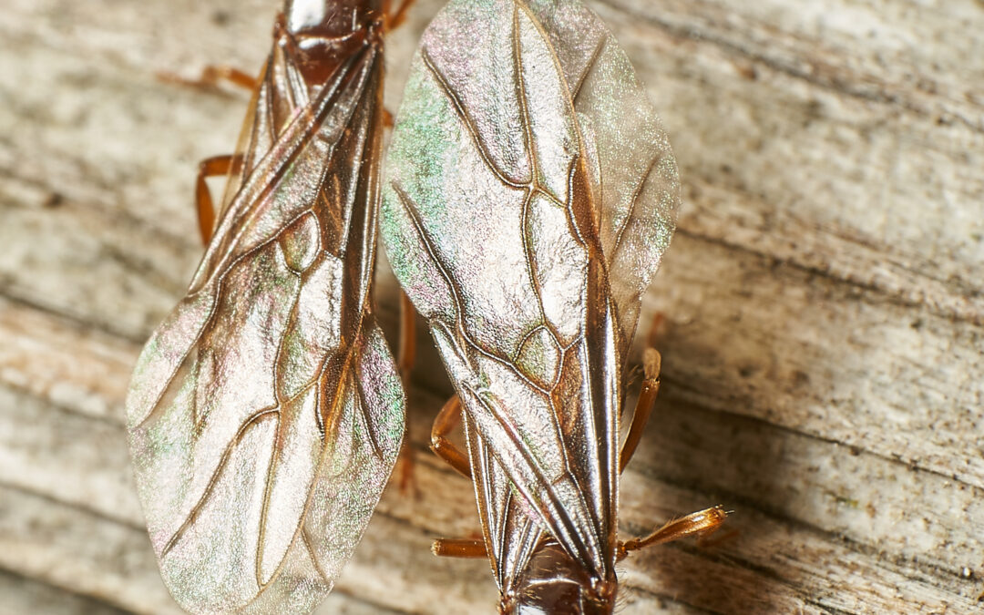 Flying Ants & Pavement Ants in Dayton: How to Get Them Out of Your Home