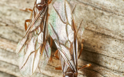 Flying Ants & Pavement Ants in Dayton: How to Get Them Out of Your Home