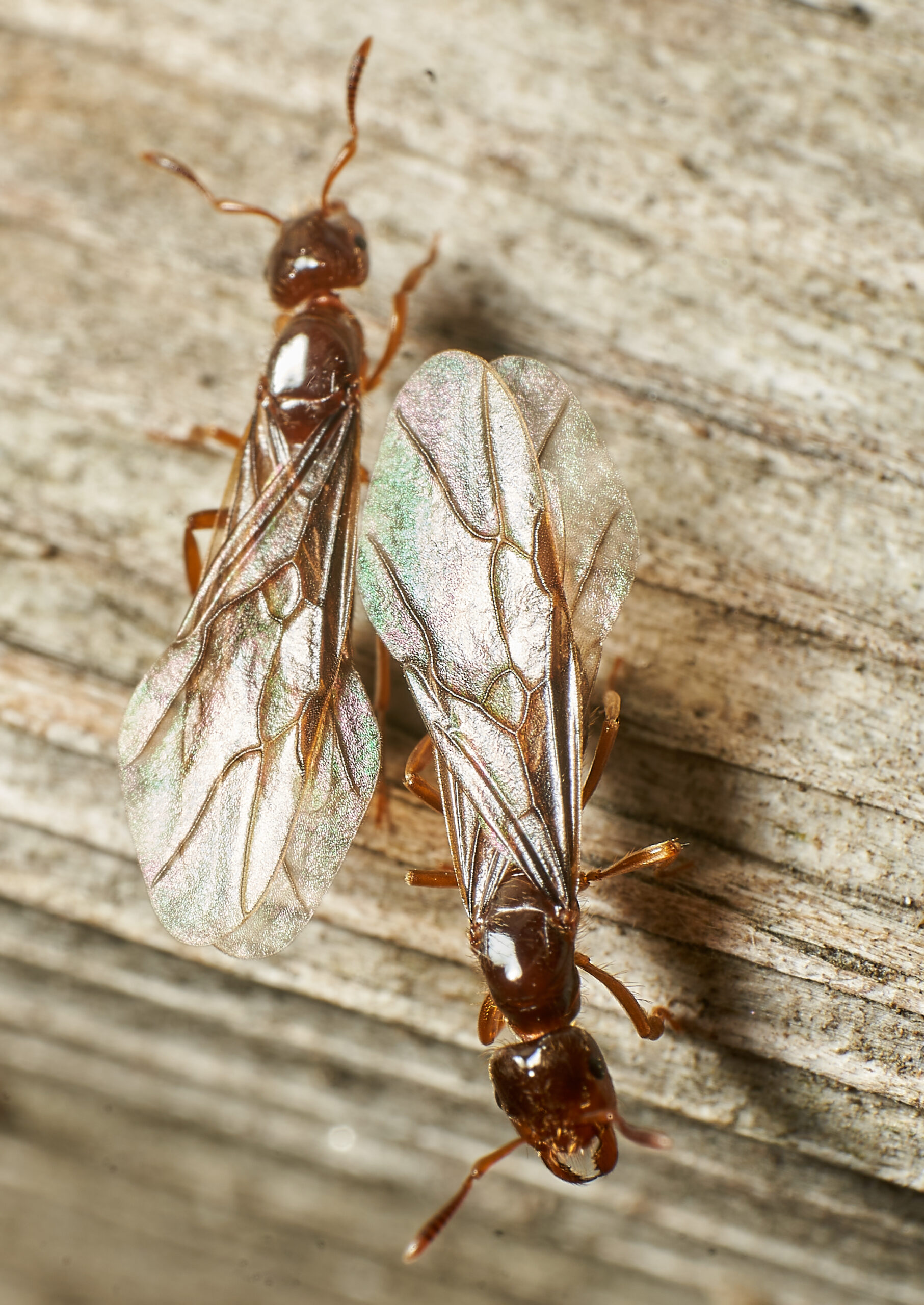 Ecopro Termite and Pest van in Dayton Ohio