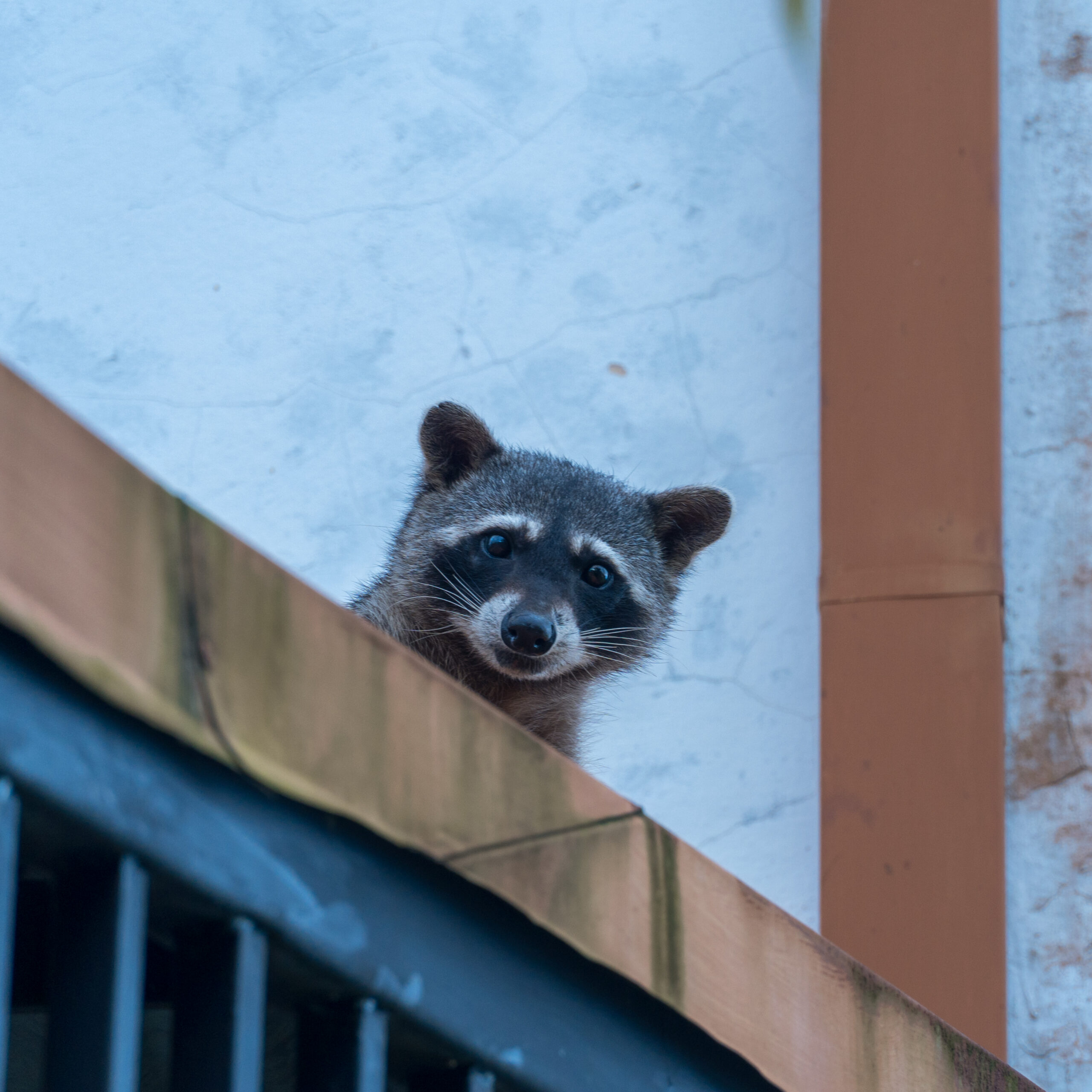 Ecopro Termite and Pest van in Dayton Ohio