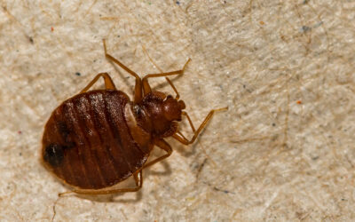 Bed Bug Droppings: What They Look Like and What They Mean for Your Home