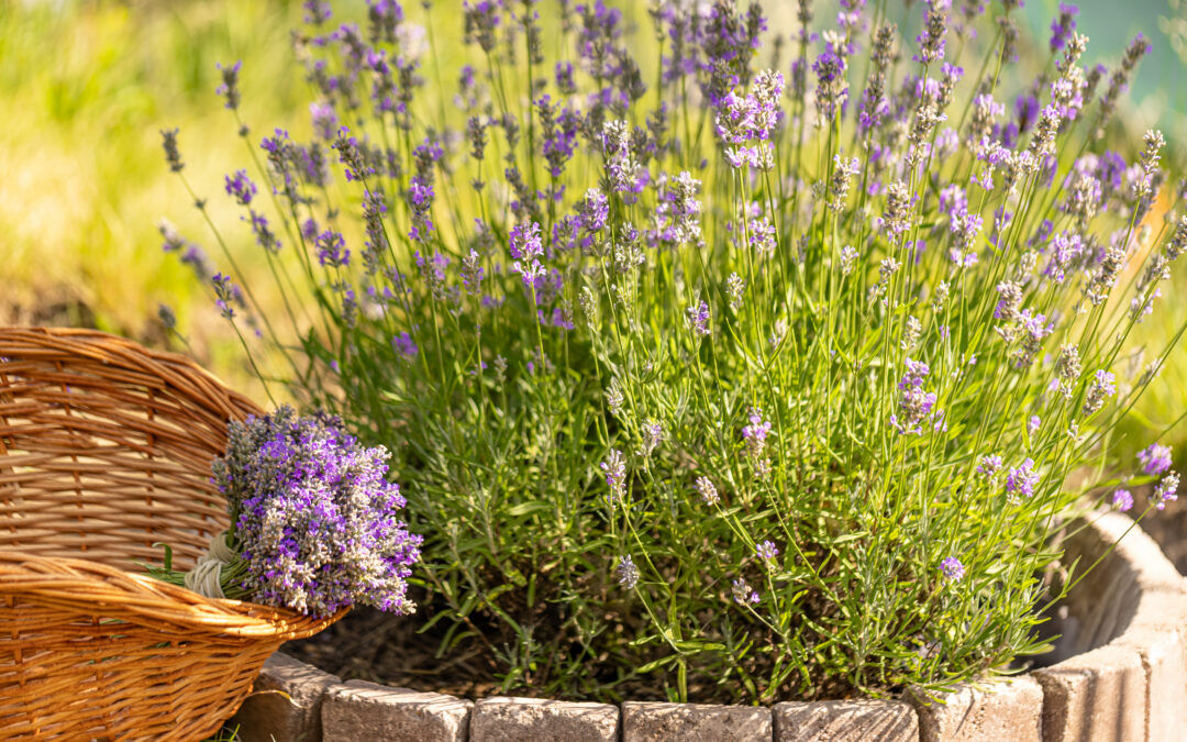 Mosquito Repellent Plants: What Actually Works Before Mosquito Season in Dayton