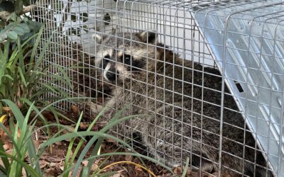 Raccoon Removal in Dayton, Ohio: What Homeowners Should Know Before Spring