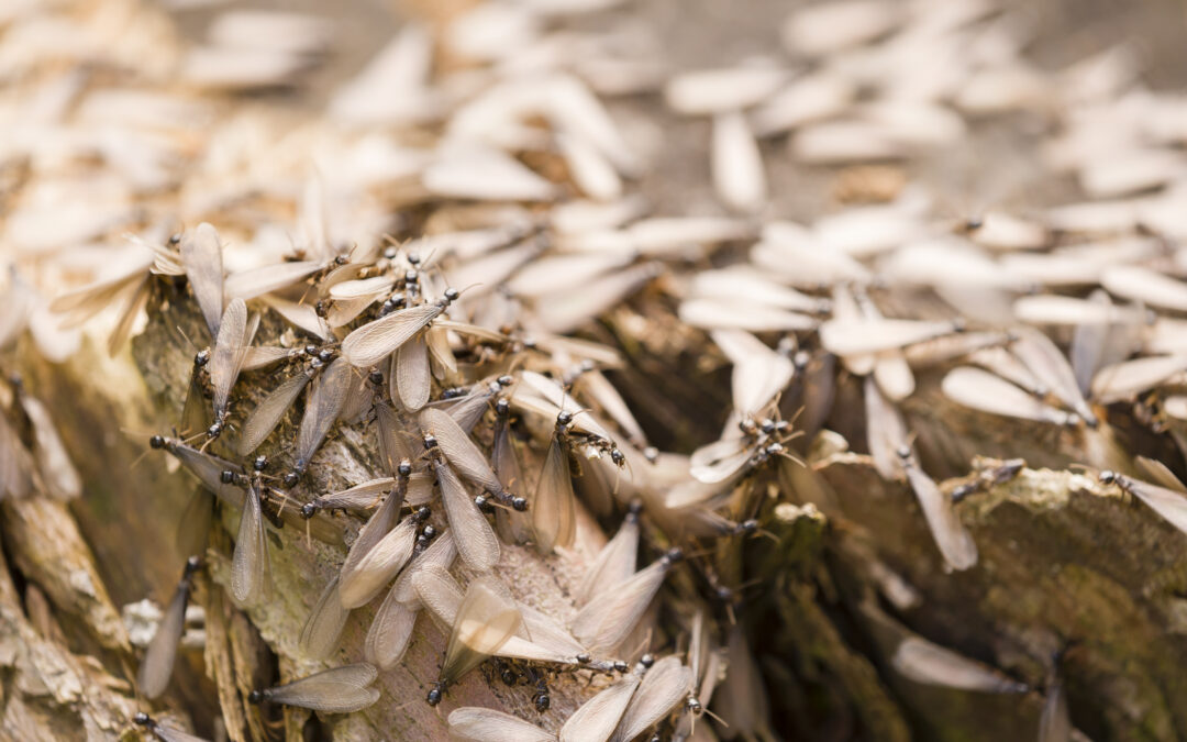 Termite Swarm Season in Ohio: Signs, Risks & Termite Inspection in Dayton