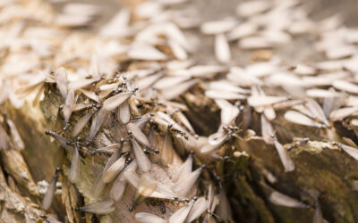 Termite Swarm Season in Ohio: Signs, Risks & Termite Inspection in Dayton