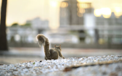 Wildlife Problems in Neighborhoods: How Development Is Changing Behavior in Ohio