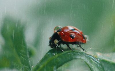 How Spring Rainfall Impacts Pest Activity in Ohio