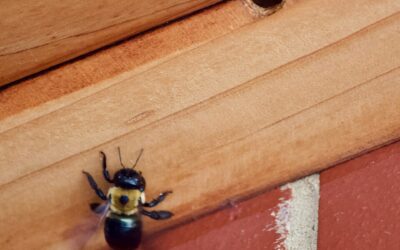 Why Carpenter Bees Keep Coming Back to the Same Spot Every Year