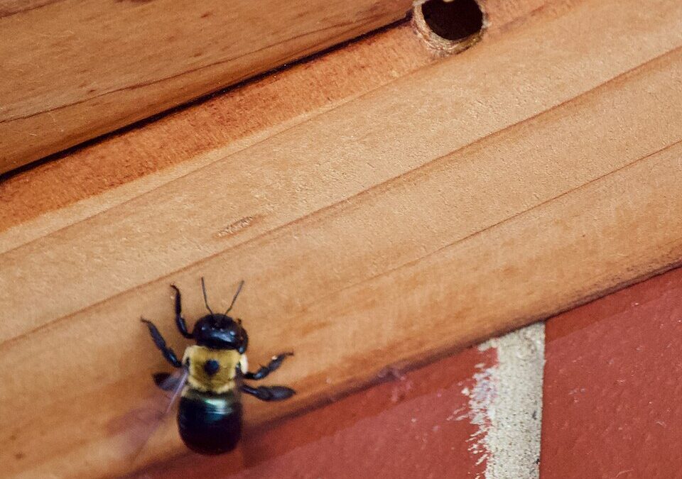 Why Carpenter Bees Keep Coming Back to the Same Spot Every Year