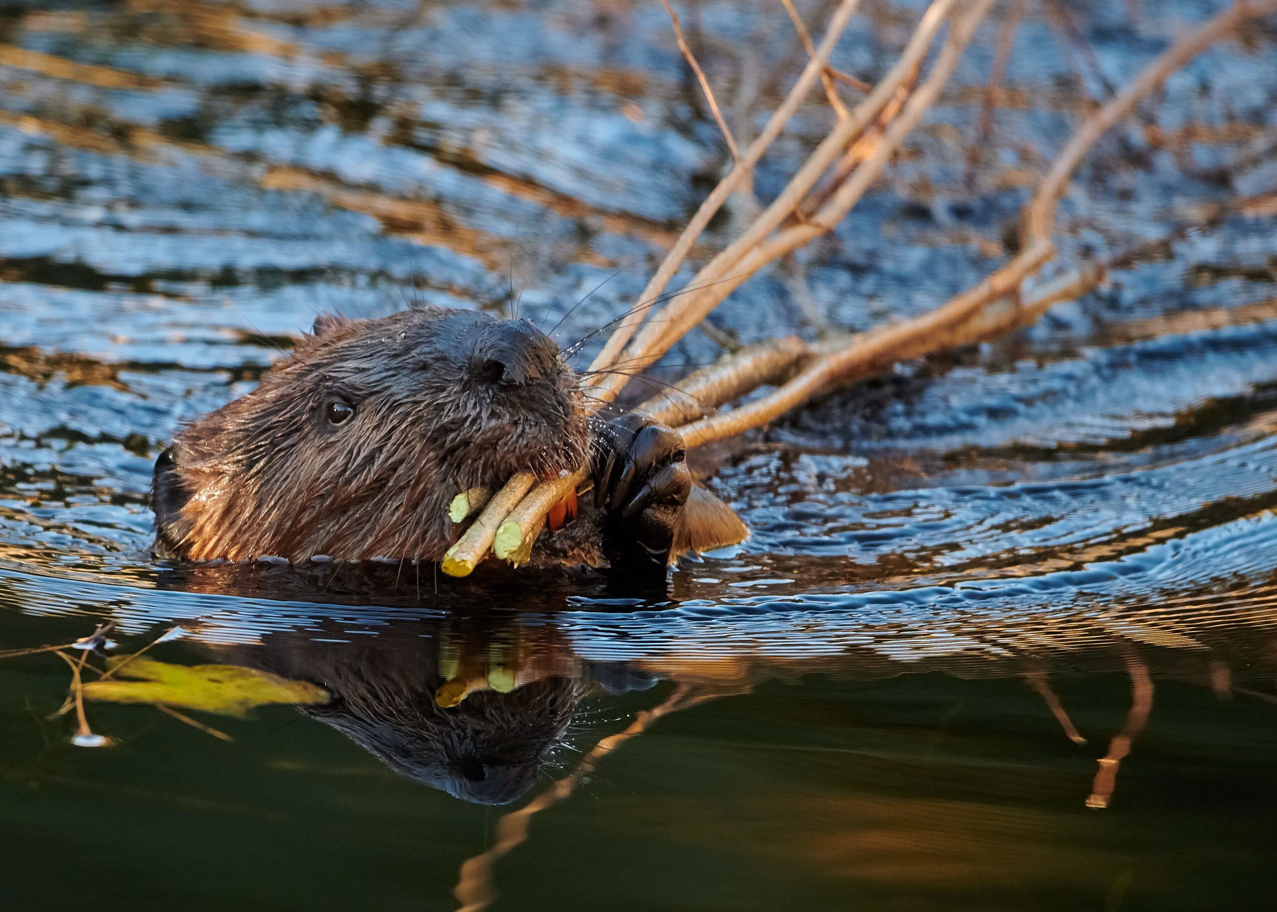 beaver swimming with branches in mouth